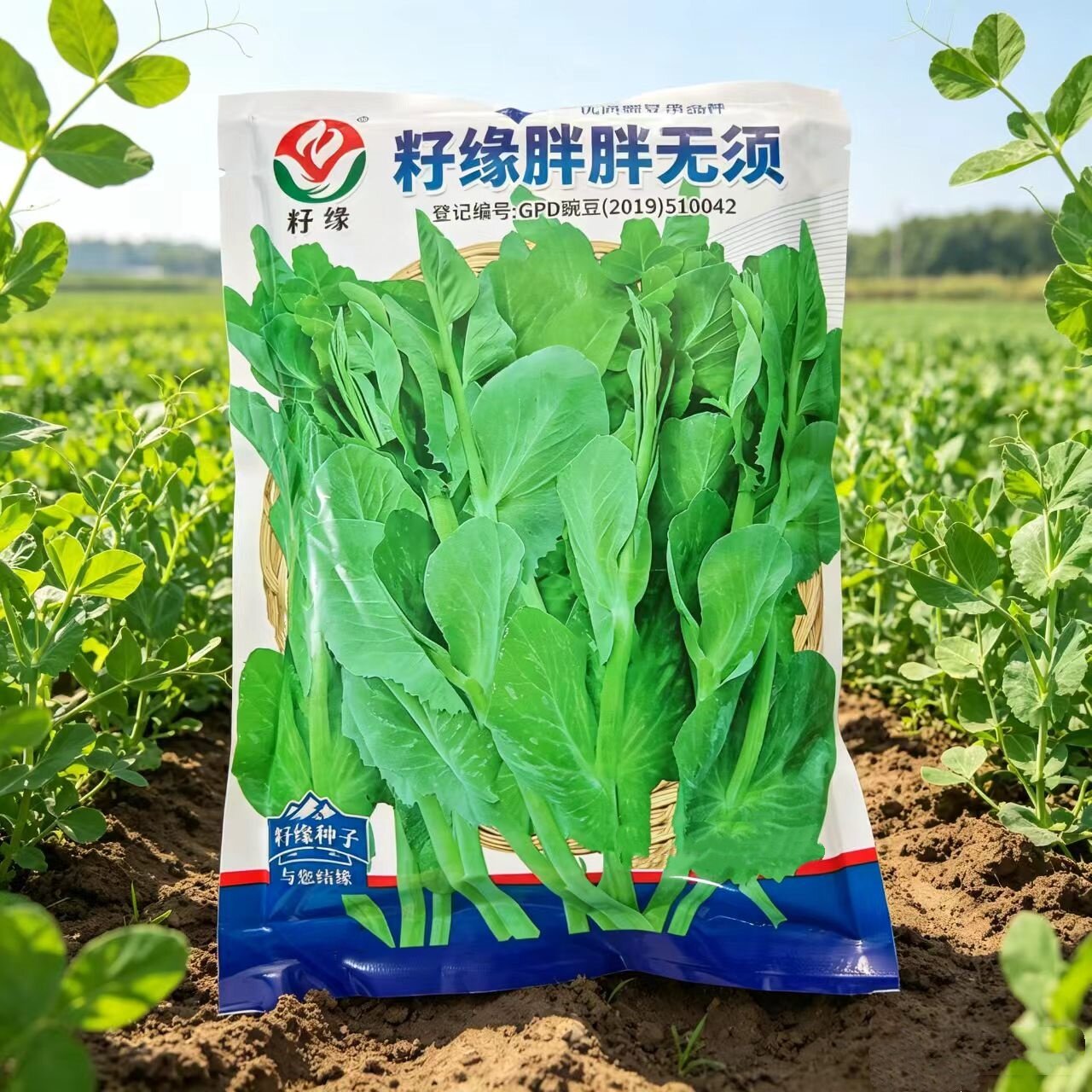 四川胖无须豌豆尖种子豌豆苗种籽
