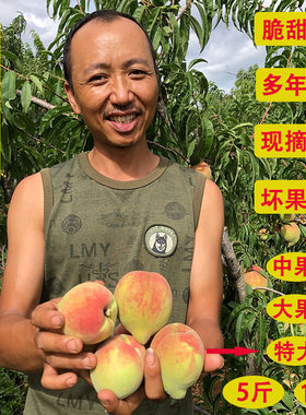 云南5斤10斤脆甜现摘速发鹰嘴桃