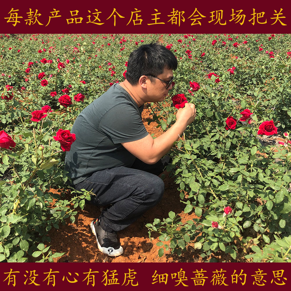 云南墨红玫瑰花茶食用玫瑰干花茶新鲜无硫电烤250克