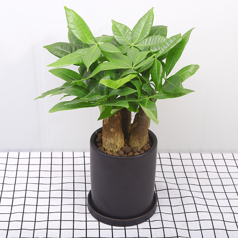 發財樹土培綠植小盆栽植物辦公室內盆景防輻射送禮花卉搖錢招財樹