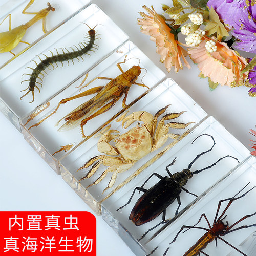 琥珀标本质量怎么样 琥珀标本口碑怎么样 小麦优选