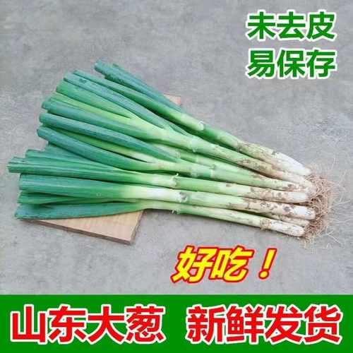 山东大葱新鲜现挖5/10斤嫩葱包邮
