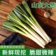 包邮 正宗山东大葱新鲜非章丘蔬菜甜葱特级铁杆长葱去叶嫩葱5 9斤