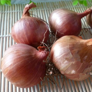东北特产毛葱头 毛葱 珠葱 小圆葱洋葱 新品500g