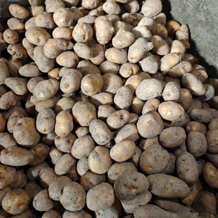 湖南麻阳老品种土豆正宗洋芋新鲜应季黄心黄皮粉糯蔬菜