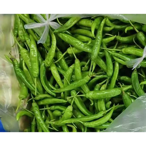 新鲜现摘现发湖南农家自种青椒辣椒新鲜发货