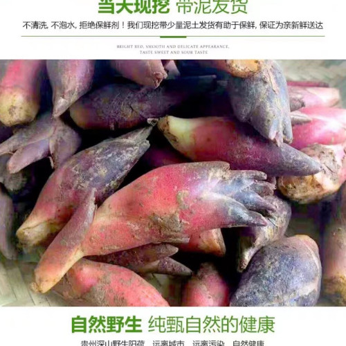 新鲜现挖野生阳荷麻阳特产