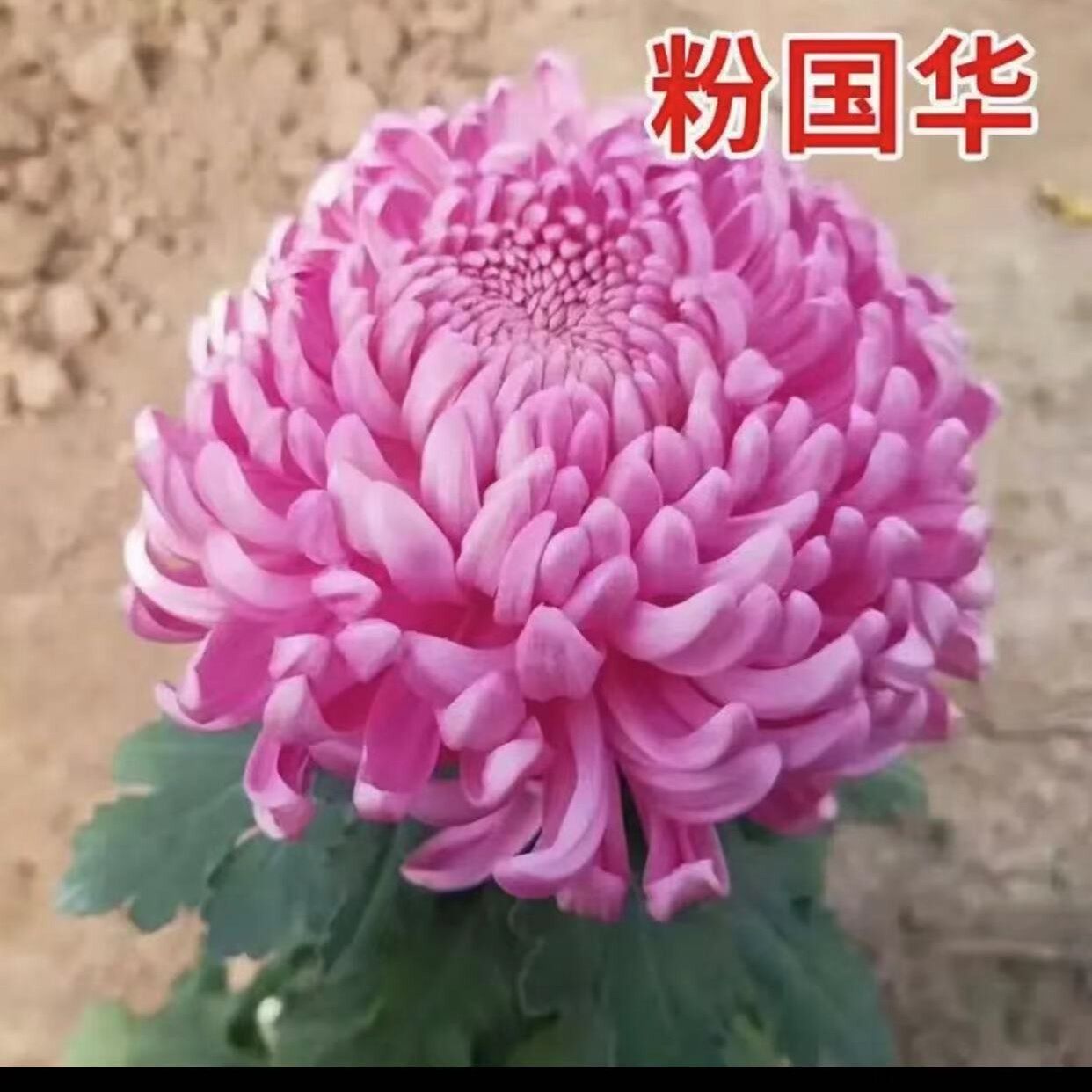 【粉色国华】大花菊花带花苞发货菊花类