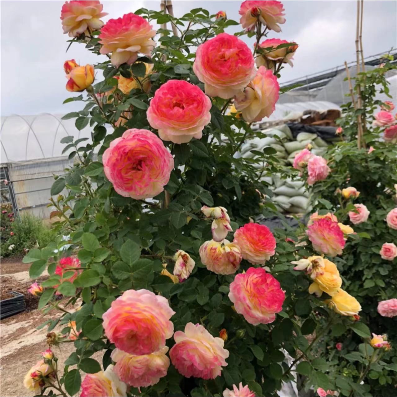 【顺丰包邮】詹森藤本月季 多季节开花 庭院爬藤花卉