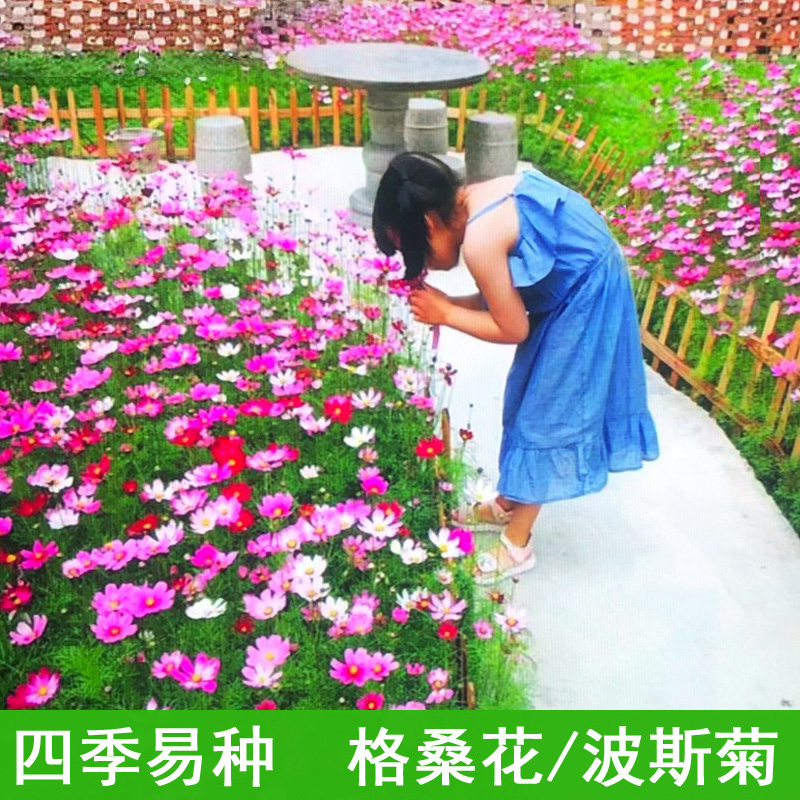 波斯菊花种子格桑花室外庭院阳台