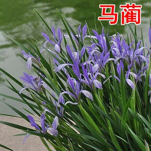 马莲种子新采马兰花种子马蔺马兰草耐旱耐涝耐盐碱适应性强