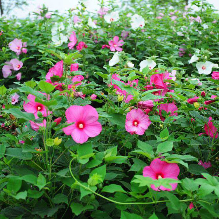 大花秋葵种子价格 大花秋葵种子图片 星期三