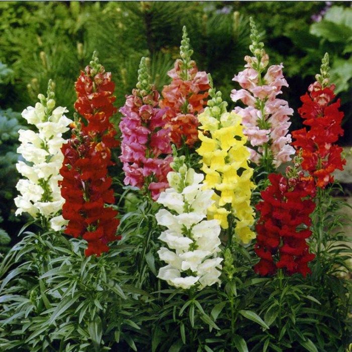 花种子金鱼草种子狮子花龙头花四季阳台盆栽景观花海种子草花种子