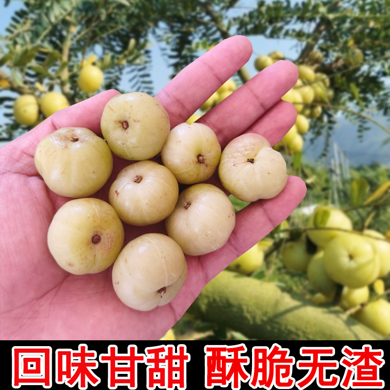 果园直发甜油甘果余甘果