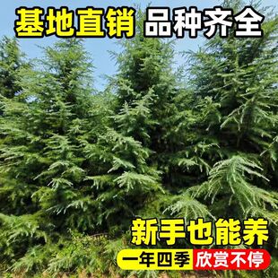 雪松树苗庭院绿化四季常青不落叶耐寒耐旱盆栽苗宝塔松圣诞行道树