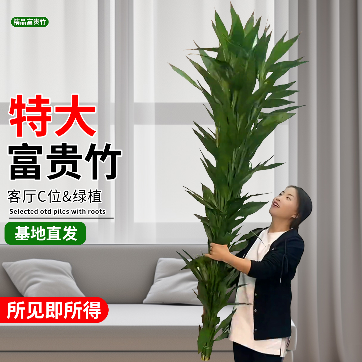 特级品质大颗富贵竹粗枝