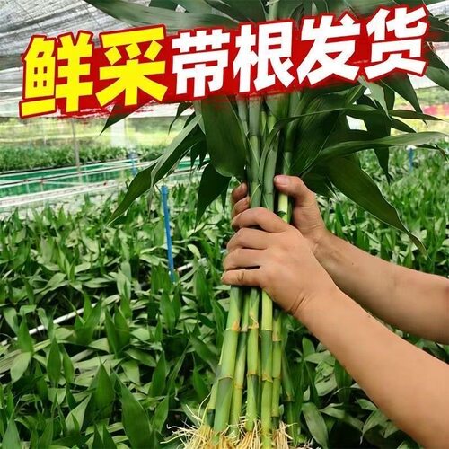 富贵竹带根水培植物水养招财竹