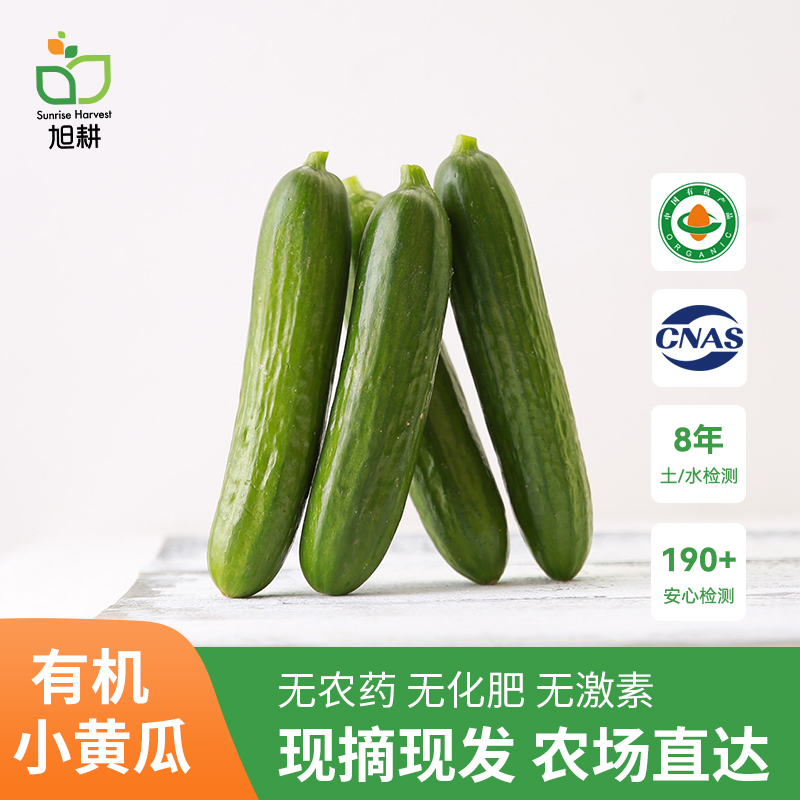 旭耕有机小黄瓜新鲜现摘顺丰包邮