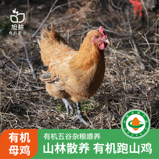 旭耕 有机母鸡 跑山鸡山林散养走地鸡煲汤有机鸡肉土鸡老母鸡顺丰