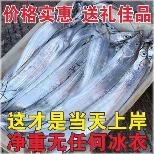 新鲜灯捕小眼带鱼刀鱼剪段到手