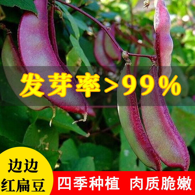 红豌豆扁豆孑无须尖种颠角四季甜摘秋后种子蔬菜种籽阳台种植大全