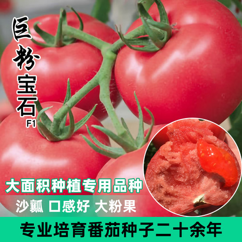 口感番茄种子北番沙瓤西红柿种孑