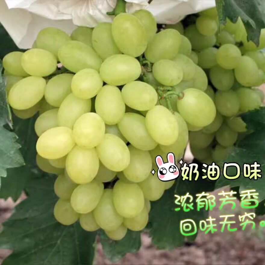 包邮热卖款上海马陆葡萄奶油葡萄葡萄/提子