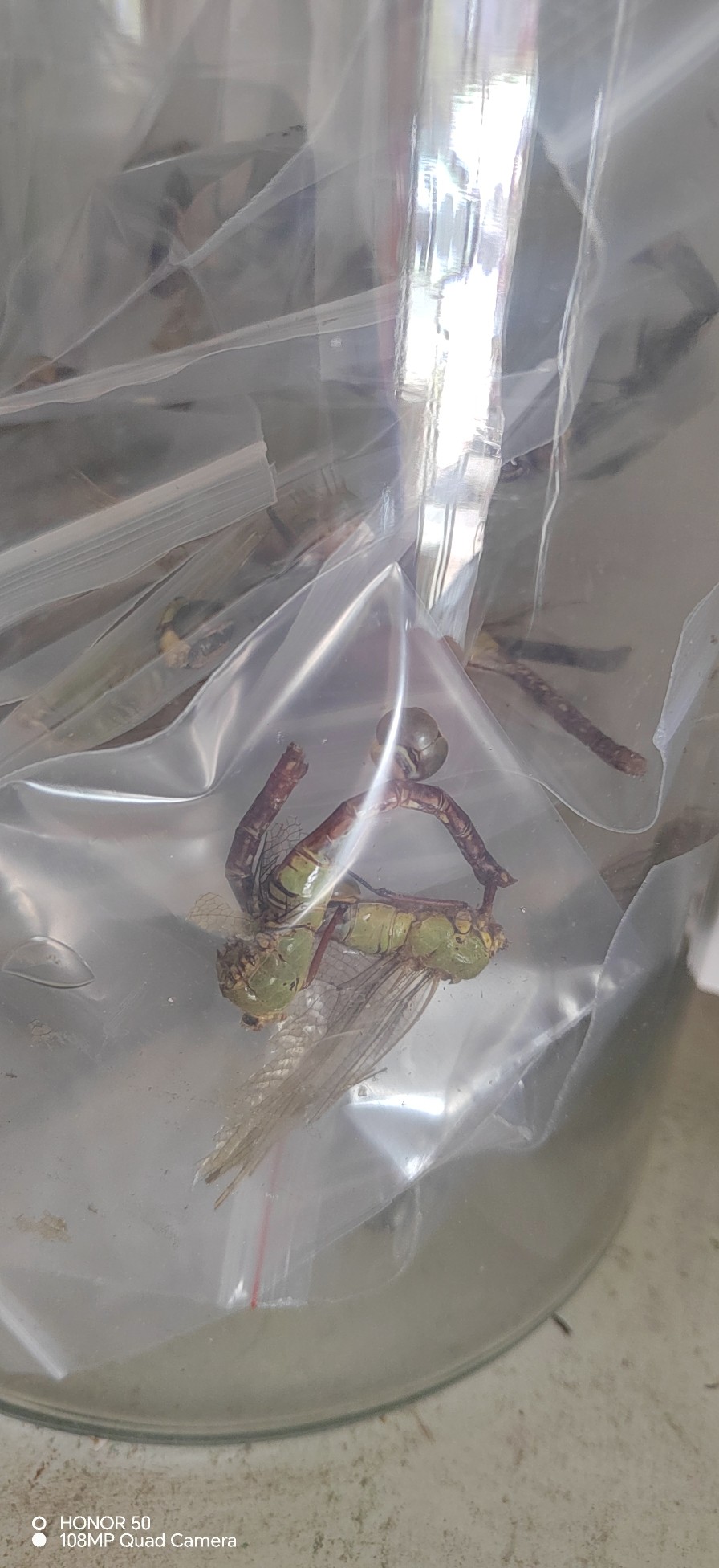 中药材蜻蜓绿头大蜻蜓 大蜻蜓 蜻蛉 青娘子新货整只3.5元1只