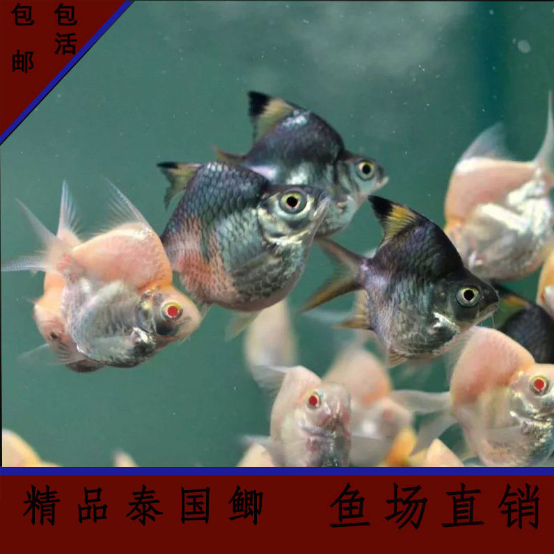 双线鲫短身1号元宝鲫红眼泰国鲫0号泰国鲫龙鱼虎鱼配鱼淡水观赏鱼