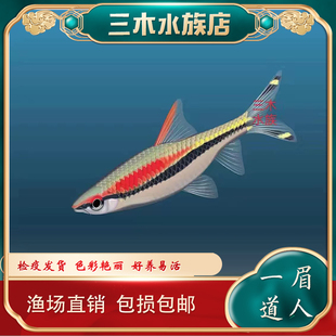 宝莲灯印尼一眉道人鱼热带观赏鱼灯科鱼类水草缸群游小型鱼红活体