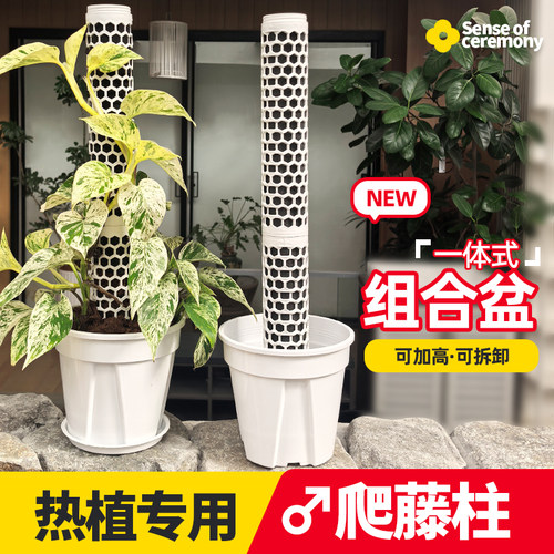 新型白龟绿萝爬藤柱花盆一体式