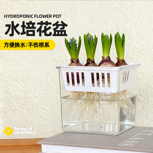 郁金香花盆塑料家用风信子专用花瓶方形养种球透明水培禄根花盆