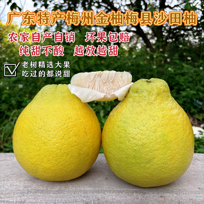 广东特产正宗梅州梅县沙田柚纯甜白心金柚当季新鲜孕妇水果非容县