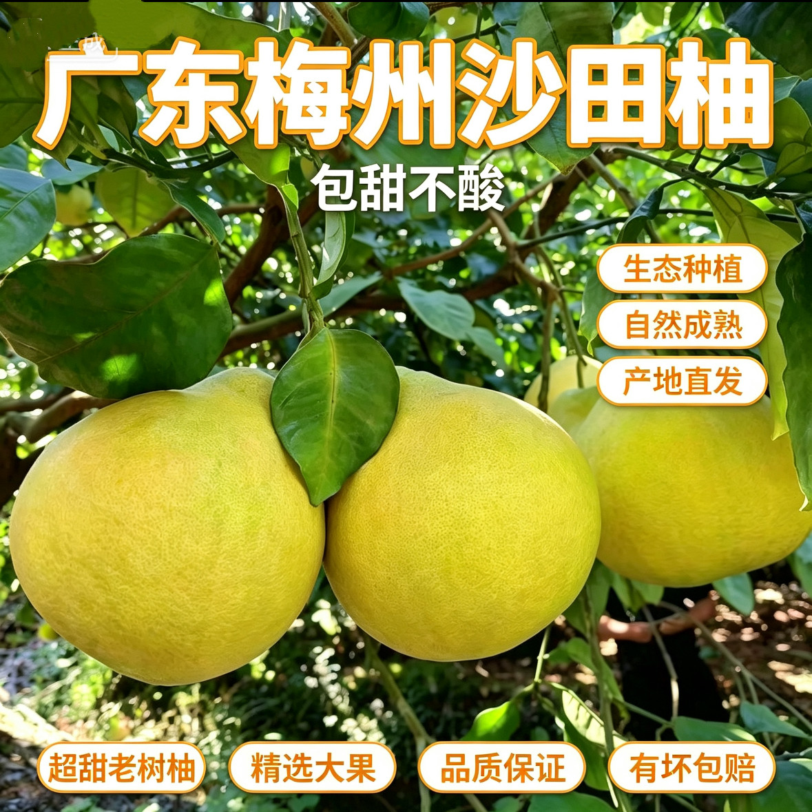 包甜不酸广东梅州沙田柚白心柚子当季新鲜纯甜孕妇水果批发送礼