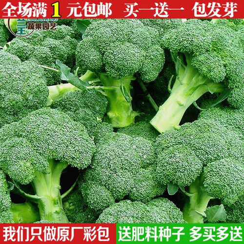 花菜种子质量怎么样 花菜种子口碑怎么样 小麦优选