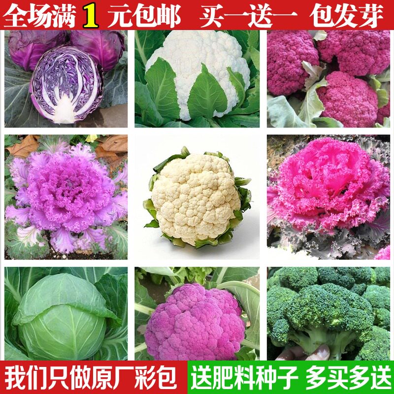 西蓝花种子 图片 价格 多少钱 什么值得买