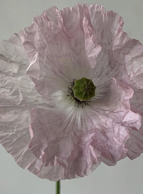 定金 找客服 vinta ge 不退不换