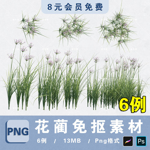水生植物花蔺PNG高清免抠花蔺平立面PS分层植物素材procreate贴图