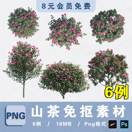小乔木山茶树花乔木PNG高清白底分层山茶花PS免抠procreate贴图库
