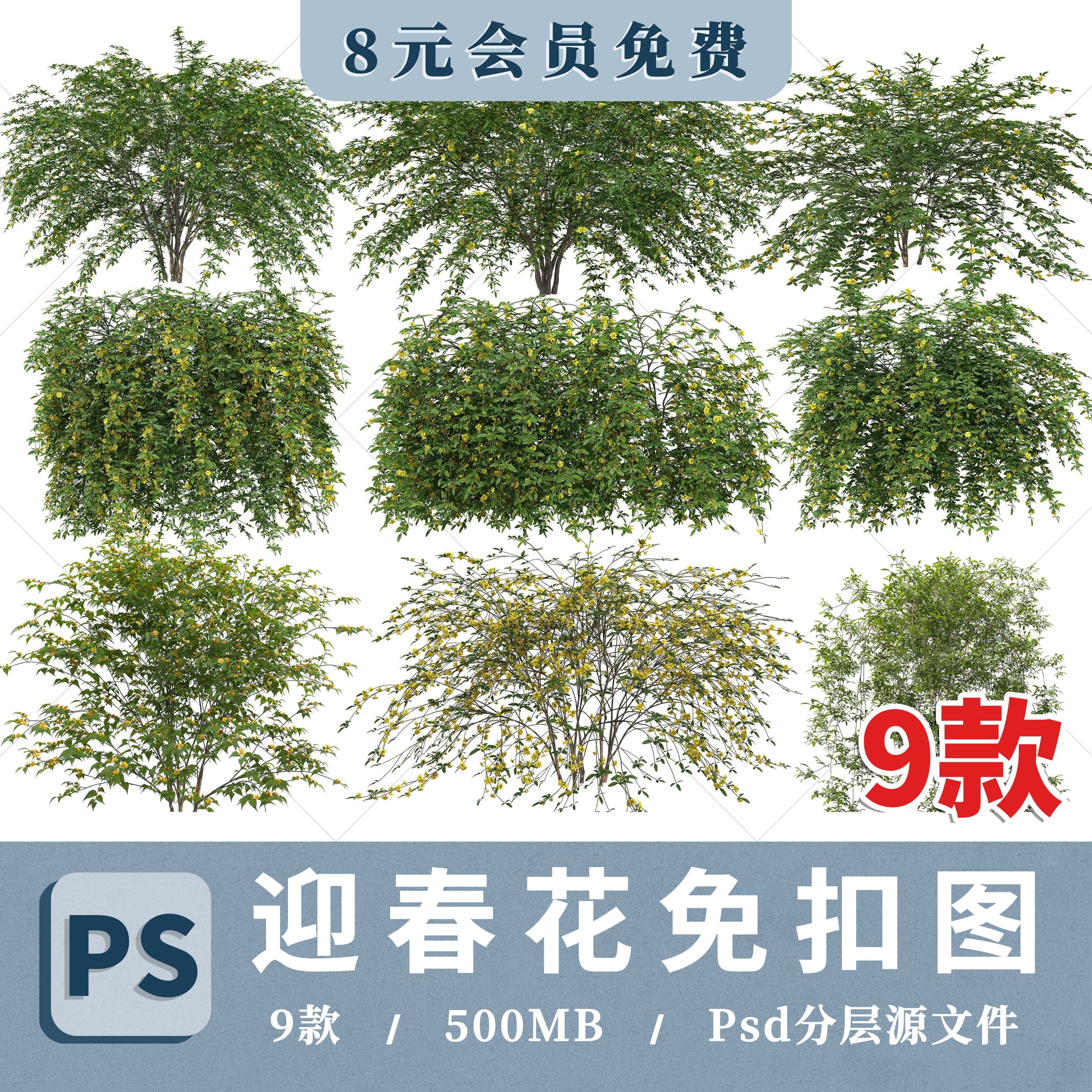 2024花灌木ps高清迎春花png免抠效果图后期psd分层procreate素材