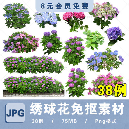 园林耐阴鲜花卉八仙花圆锥绣球花PS高清免抠平板ipad花境设计素材