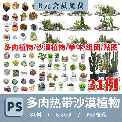 多肉植物热带沙漠盆栽ps素材psd免扣效果图沙生仙人掌景观造景