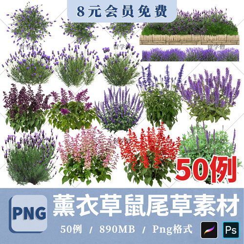 鼠尾草薰衣草PNG高清免抠薰衣草鼠尾草花境PS素材procreate贴图片
