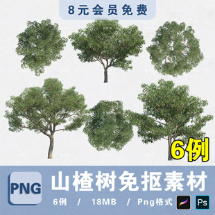 果树山楂树植物素材无背景PNG高清杏树PS免抠procreate贴图片素材