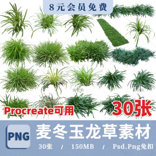 麦冬玉龙草 沿阶草 耐荫地被植物花境png免抠procreate贴图ps素材