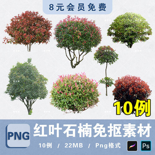 酸红叶石楠绿篱PNG高清免抠红叶石楠花境植物PS素材procreate贴图