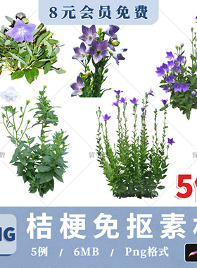 鲜花卉铃铛花桔梗PNG高清免抠铃铛花桔梗花境PS素材procreate贴图