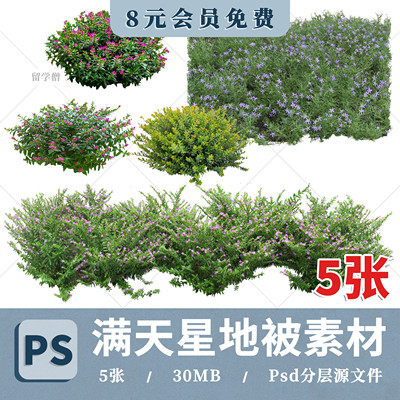 2026高清地被植物满天星免扣高清满天星后期效果图ps地被植物素材