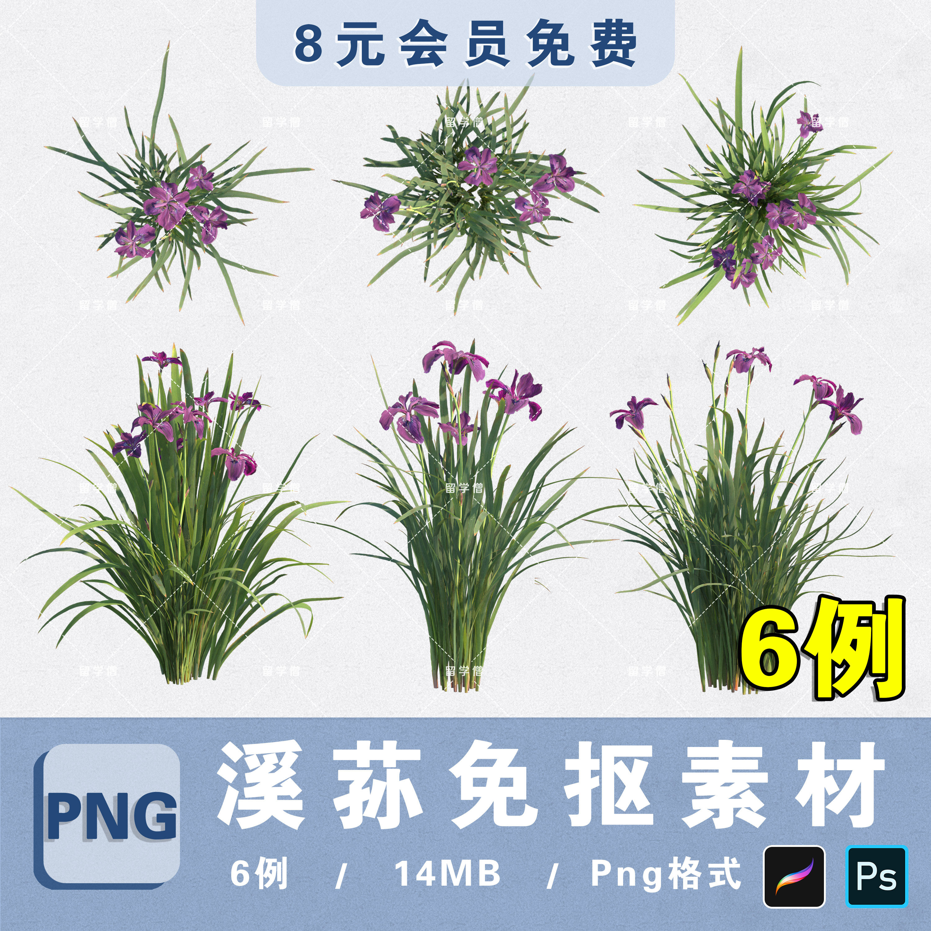 水生湿地植物溪荪花PNG高清免抠溪荪花平立面PS素材procreate贴图