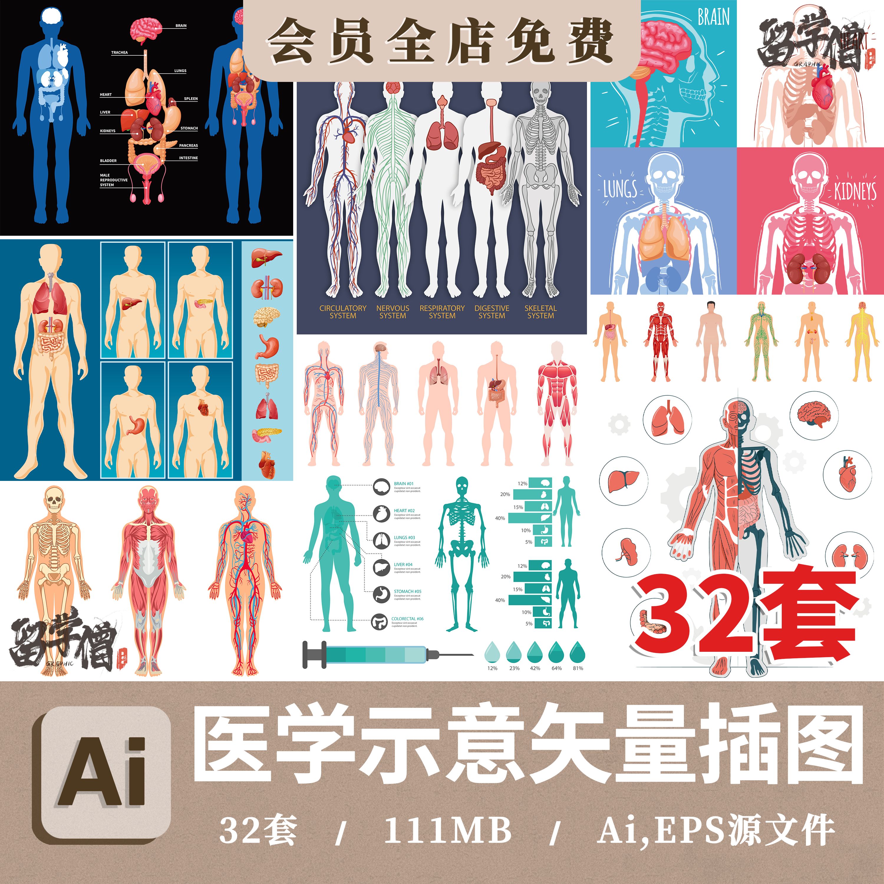 人体器官骨骼血管医学构造图说明图扁平插画图片ai矢量设计素材